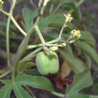 Jatropha glandulifera Roxb.